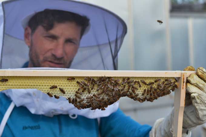Imker zeigt Rahmen mit Bienen und Waben