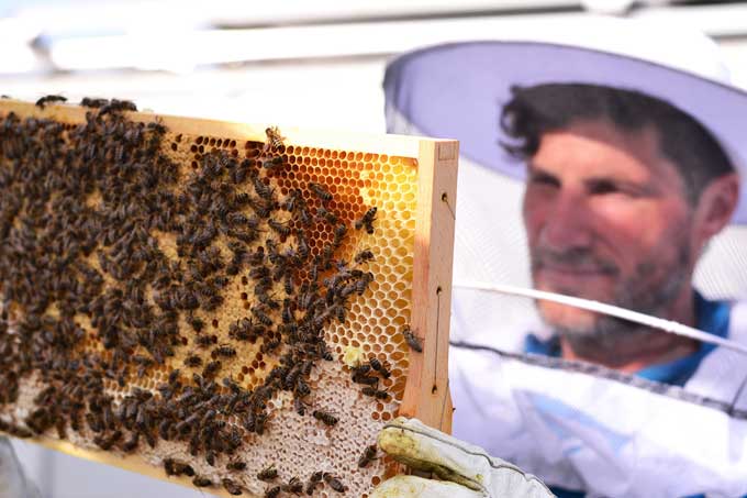 Imker kontrolliert die Bienenwaben