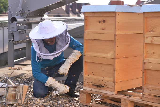 Imker kontrolliert die Bienenstöcke auf dem Dach des Neuen Museums